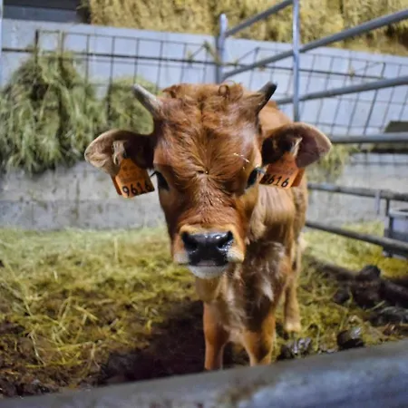 بيت للعطل Casa Florestal, Na Branda Da Bouca Dos Homens Gavieira