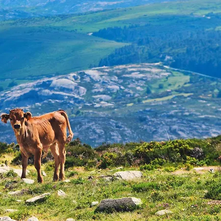 Casa Florestal, Na Branda Da Bouca Dos Homens Ferienhaus *