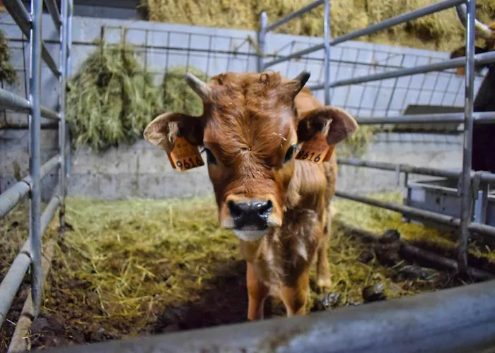Casa de Férias Casa Florestal, Na Branda Da Bouça Dos Homens Gavieira